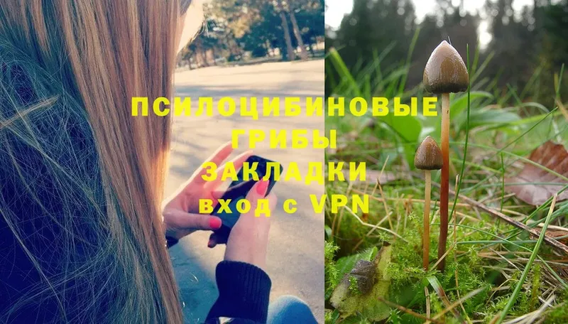 Псилоцибиновые грибы Cubensis  как найти   Белебей 